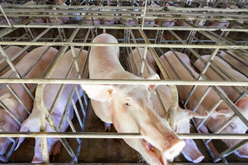 Pig waiting feed in the stall, mammal stay indoor on the farm