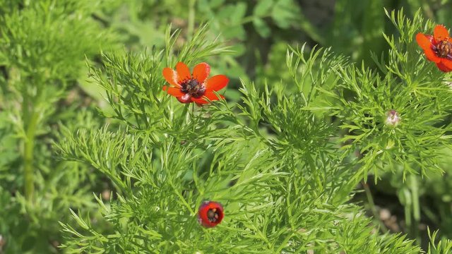 Small red adonis microcarpa on a green leaves background