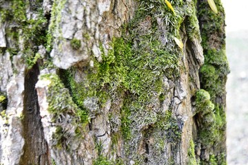 bark, tree, texture, wood, nature, pattern, forest, brown, trunk, old, rough, abstract, plant, oak, natural, pine, textured, closeup, moss, detail, surface, green, wooden, macro, material