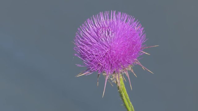 Ripe blossoming bright pink thistle flower on wind