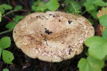 Mushroom, food