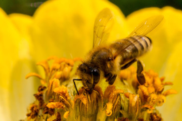 Makro pszczoła na żółtym kwiatku © Michal45