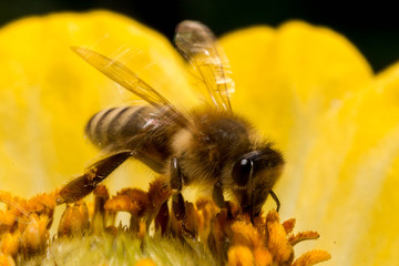 Makro pszczoły na żółtym kwiatku