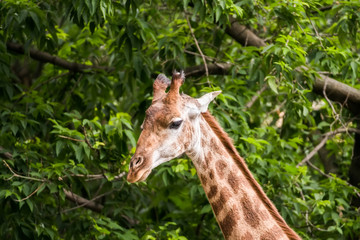 Close-up of a giraffe in front of green trees