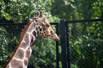 Close-up of a giraffe in front of green trees