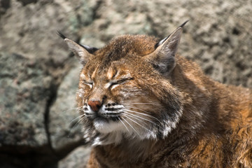 Fototapeta premium Lynx resting in the zoo