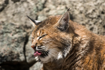 Obraz premium Lynx resting in the zoo