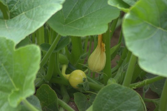 K&uuml;rbis - Gen&uuml;sse des Herbstes