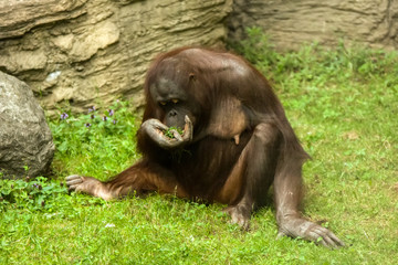 Orangutan sitting on the ground