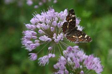 Bright beautiful butterfly with patterned wings on lilac onion flowers against the backdrop of summer greens.