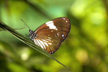Schmetterling Malaysia