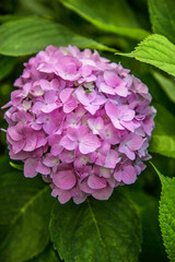 Gardening, flower garden, flowering hydrangea in the garden.