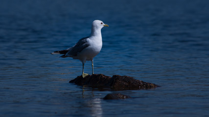 Fototapeta premium Seagulls