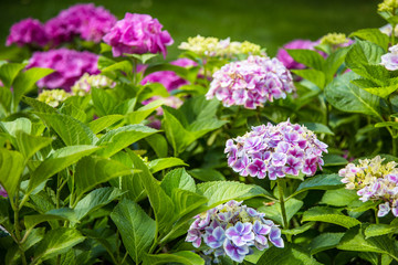 Gardening, flower garden, flowering hydrangea in the garden.