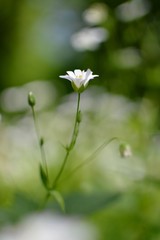 flower, daisy, nature, white
