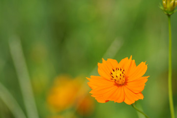 キバナコスモスの花
