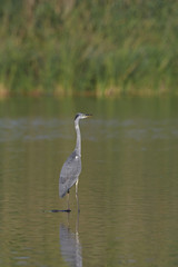 Grey Heron - Ardea cinerea, Crete 