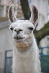 Obraz premium Portrait of a white fluffy lama in zoo. 