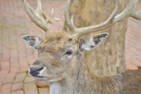 Portrait of a deer during the moult in a zoo.
