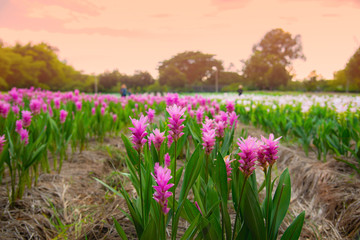 Fototapeta premium Pink flowers Siam Tulip.Beautiful morning field of flower in National Park in Thailand