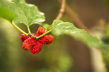 Fresh mulberry fruit and green leaf in the garden with blurred background.