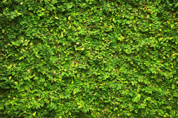 ivy green leaves covered the wall. background of natural tree fence for design art work.