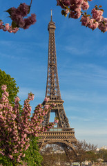 Fototapeta na wymiar The iconic Eiffel Tower in Paris on a sunny spring day behind cherry blossoms