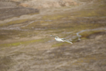 Little auk in southern Spitsbergen.
