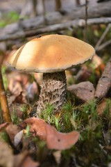 mushroom, forest, nature, autumn, grass, red, fungus, toadstool, green, food, boletus, brown, wood, mushrooms, poisonous, agaric, season, fly agaric, fly, fungi, macro, white, edible, amanita, moss