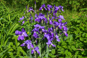 Fototapeta premium Blooming iris