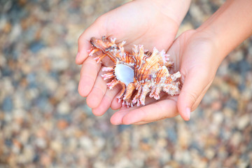 Seashell girl hands beach