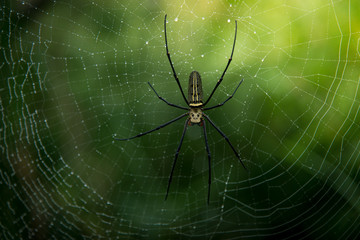 Close up spider in nature.
