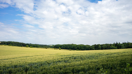Wheat Field in England
