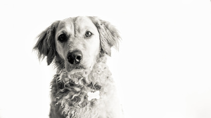 Black and White Golden Doodle in the studio