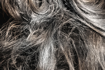 Premature greying of hair or aging concept