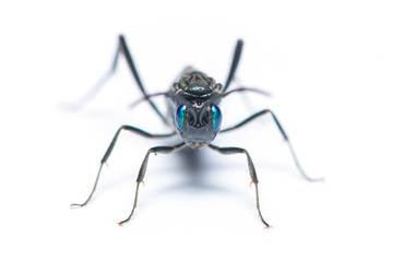 A female Ensign wasp isolated on white background
