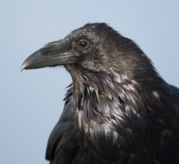 Raven Profile on Hurricane Ridge, Olympic National park, Washington