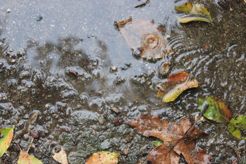 Pfütze nahaufnahme wald 
