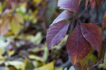 Autumn background, autumn, yellow leaves.