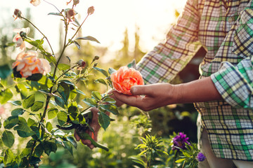 Senior woman gathering flowers in garden. Middle-aged woman cutting roses off. Gardening concept