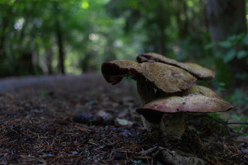 Mushrooms in forest