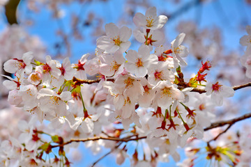 Beautiful Sakura Cherry Blossom, Pink Flower Petals