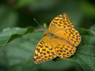 Schmetterling, Kaisermantel, orange