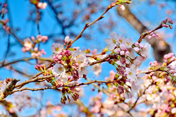 Beautiful Sakura Cherry Blossom, Pink Flower Petals