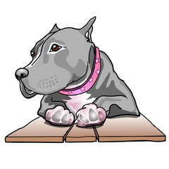 Breed Staffordshire terrier dog laying down on wooden board. Dog's paws.