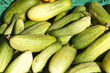Frische grüne Gurken auf einem Marktstand