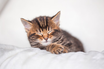 Chaton endormi