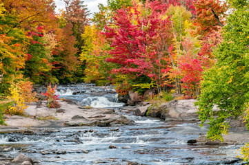 a river flows in a forest full of red maple trees and yellow birches in the heart of the Quebec autumn