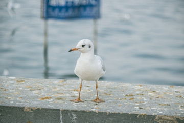 Brown-headed gull in kunming