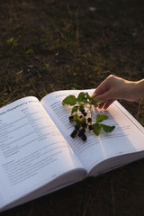 book with flower on sunset